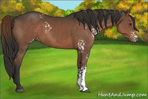 Horse Color:White Spotted Liver Chestnut