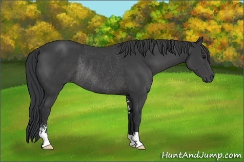 Horse Color:Black Sabino Rabicano 