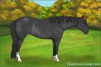 Horse Color:Black Sabino Rabicano 