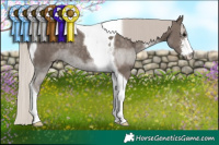 Horse Color:Silver Black Sabino Tobiano Rabicano