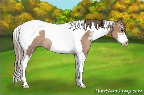 Horse Color:Black Pearl Sabino Tobiano Rabicano 