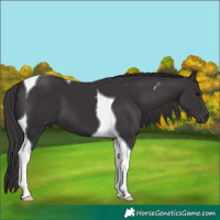 Horse Color:Smoky Black Tobiano 