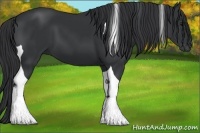 Horse Color:Black Tobiano 