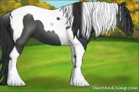 Horse Color:Black Tobiano 
