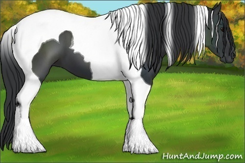 Horse Color:Black Tobiano 