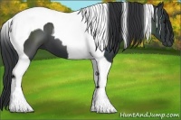 Horse Color:Black Tobiano 