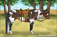 Horse Color:White Spotted Brown Rabicano 