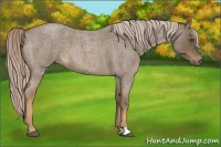 Horse Color:Chocolate Palomino Roan 