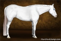Horse Color:Bay Tobiano Frame Appaloosa 
