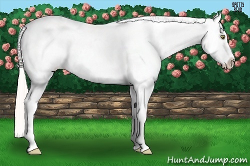 Horse Color:Silver Amber Champagne Appaloosa 