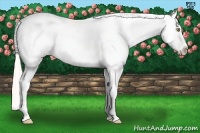Horse Color:Silver Amber Champagne Near Fewspot