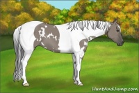 Horse Color:White Spotted Grullo Tobiano