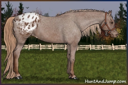Horse Color:Chestnut Appaloosa 