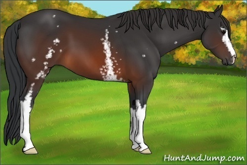 Horse Color:White Spotted Brown