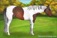 Horse Color:Bay Tobiano 