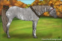 Horse Color:Liver Red Ice Roan
