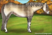 Horse Color:Plaid  Chocolate Palomino Onyx 