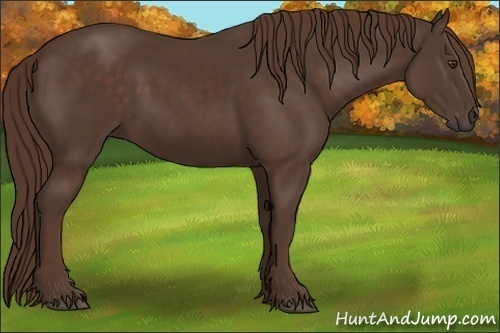 Horse Color:Liver Chestnut Rabicano 