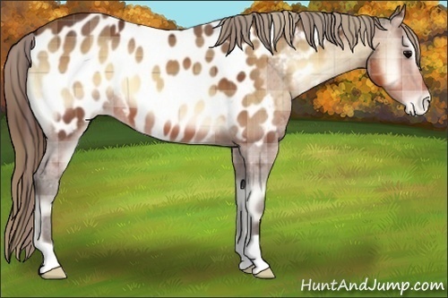 Horse Color:Plaid  Buckskin Onyx Near Leopard 
