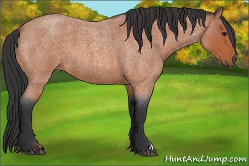 Horse Color:Bay Roan 