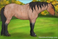 Horse Color:Bay Roan 