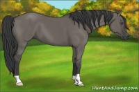 Horse Color:Smoky Grullo 