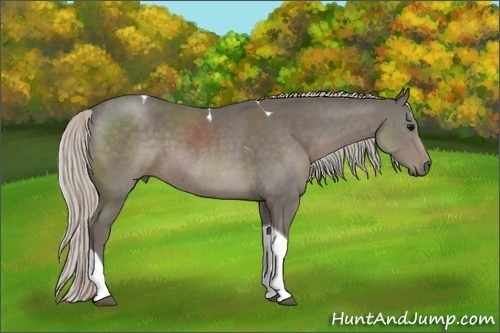 Horse Color:Silver Black Sabino Tobiano 