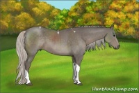Horse Color:Silver Black Sabino Tobiano