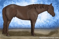 Horse Color:Liver Chestnut 