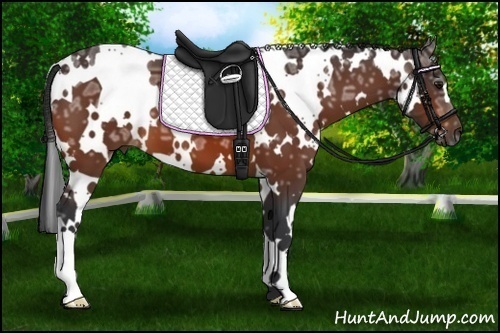 Horse Color:White Spotted Bay Ice