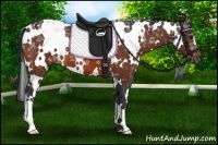 Horse Color:White Spotted Bay Ice 