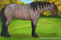 Horse Color:Bay Roan 