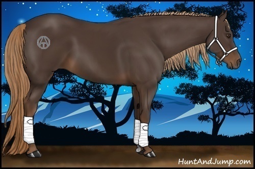 Horse Color:Liver Chestnut 