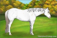 Horse Color:Grullo Pearl Sabino