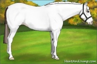 Horse Color:White Spotted Liver Red Roan 