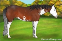 Horse Color:Bay Sabino Splash