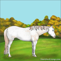 Horse Color:Classic Champagne Pearl Dun Sabino Splash 