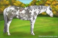 Horse Color:Grullo Sabino