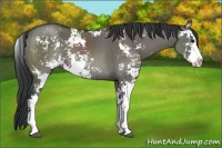 Horse Color:Grullo Sabino