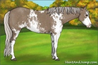 Horse Color:Silver Grullo Sabino 