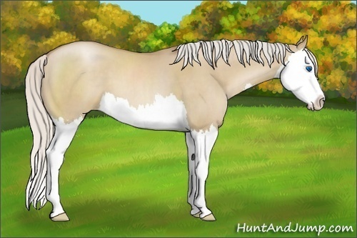 Horse Color:Silver Grullo Pearl Sabino Splash