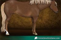 Horse Color:Chocolate Palomino 