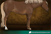 Horse Color:Chocolate Palomino 