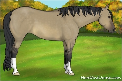 Horse Color:Buckskin Dun