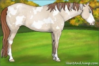 Horse Color:White Spotted Buckskin Pearl Dun Frame