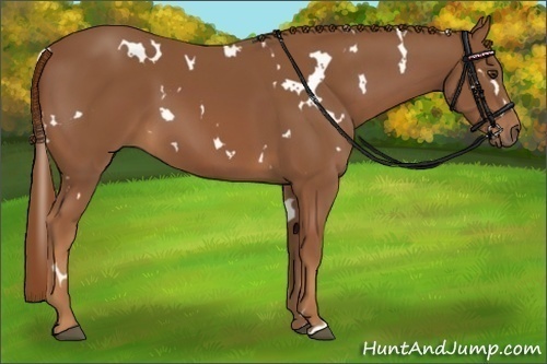 Horse Color:White Spotted Chestnut 