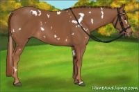Horse Color:White Spotted Chestnut 