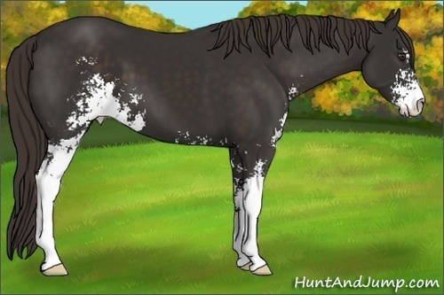 Horse Color:Liver Chestnut Sabino 