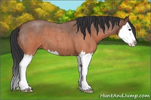 Horse Color:Brown Roan Splash 