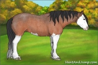 Horse Color:Brown Roan Splash 